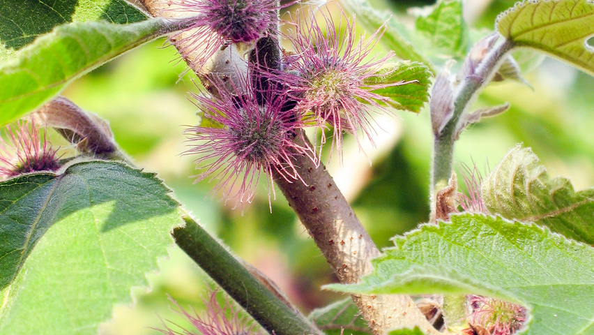 Broussonetia papyrifera kwiaty