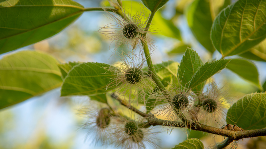 Broussonetia papyrifera kwiaty