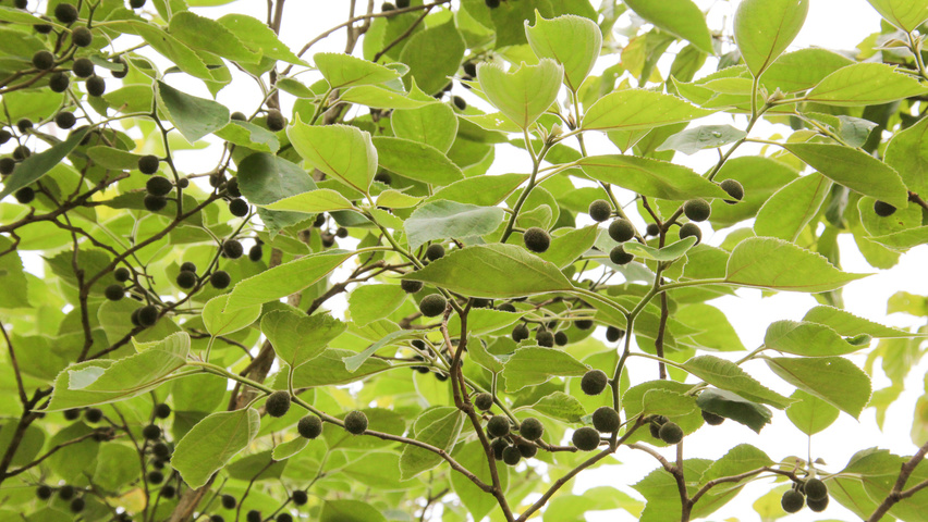 Broussonetia papyrifera owoce