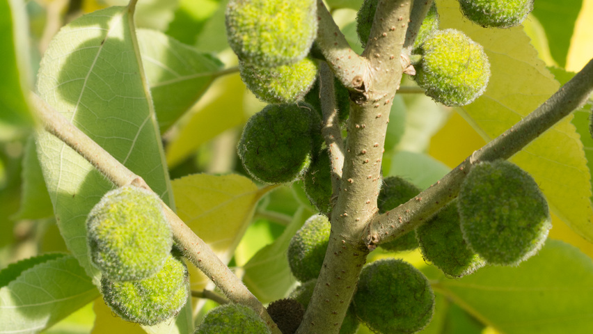 Broussonetia papyrifera owoce