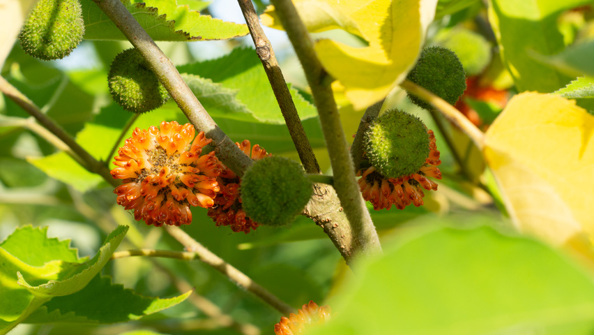 Broussonetia papyrifera owoce