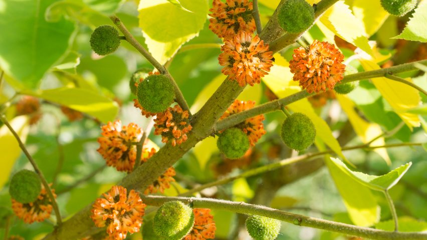 Broussonetia papyrifera owoce