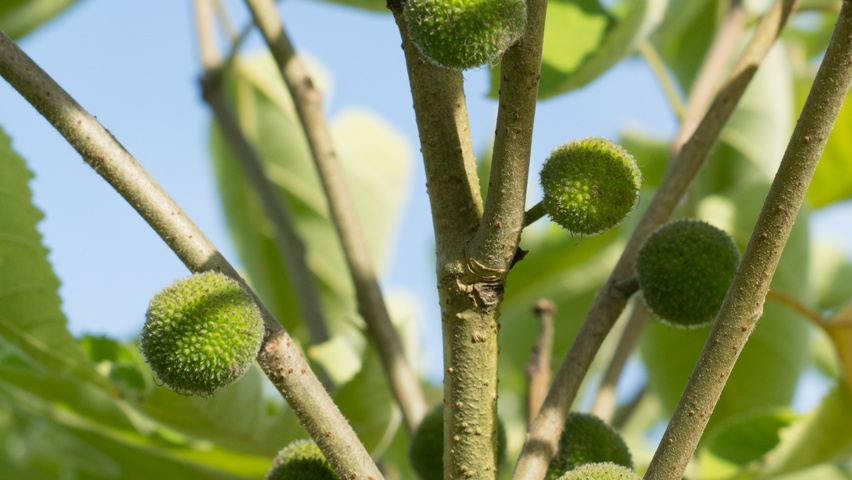 Broussonetia papyrifera owoce