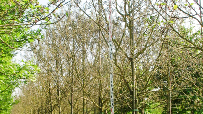 Broussonetia papyrifera pienne