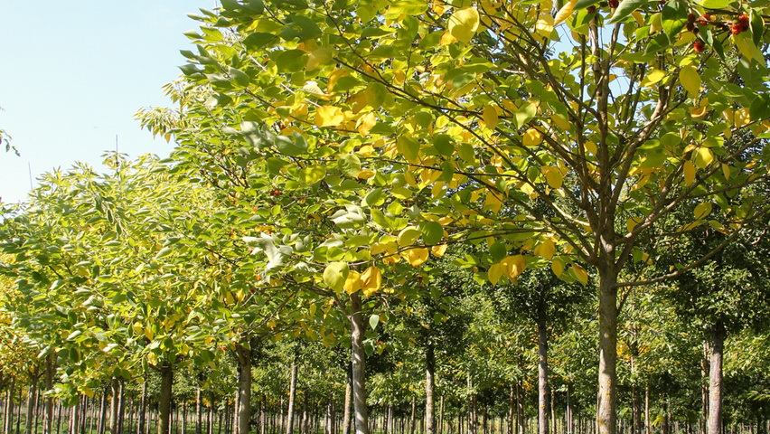 Broussonetia papyrifera pienne