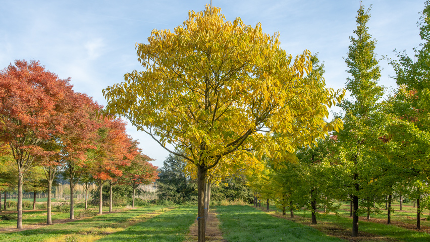 Broussonetia papyrifera pienne