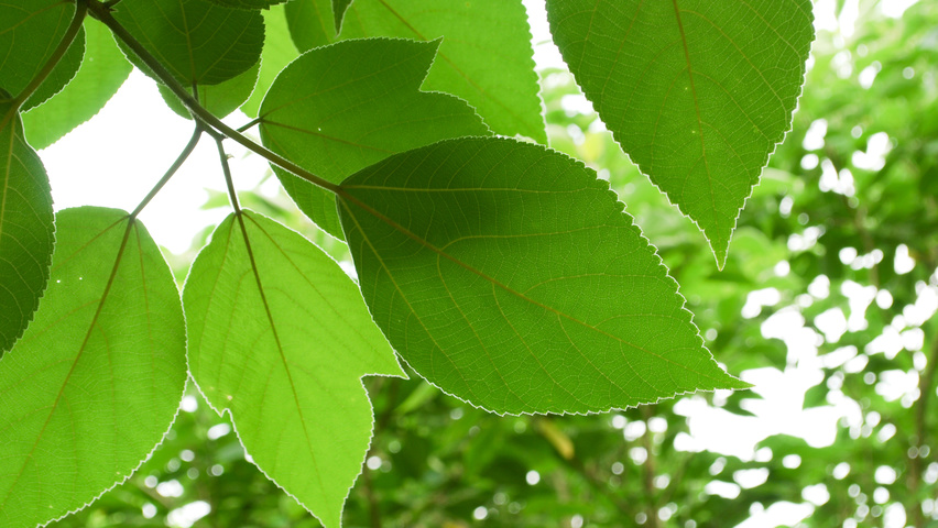 Broussonetia papyrifera liście
