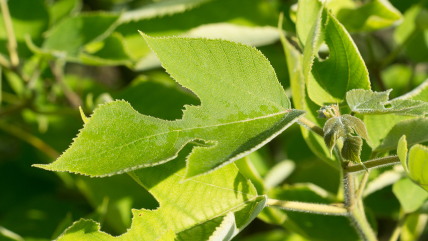 Broussonetia papyrifera liście