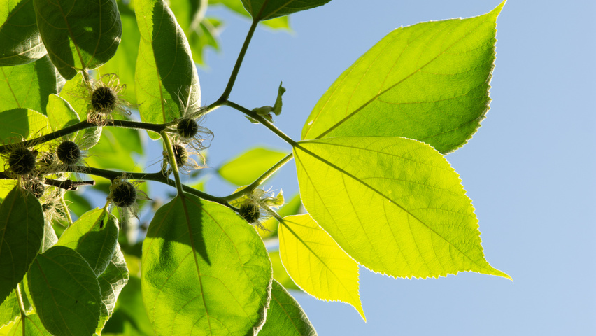 Broussonetia papyrifera liście