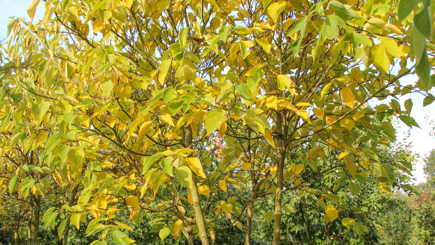 Broussonetia papyrifera wielopniowy