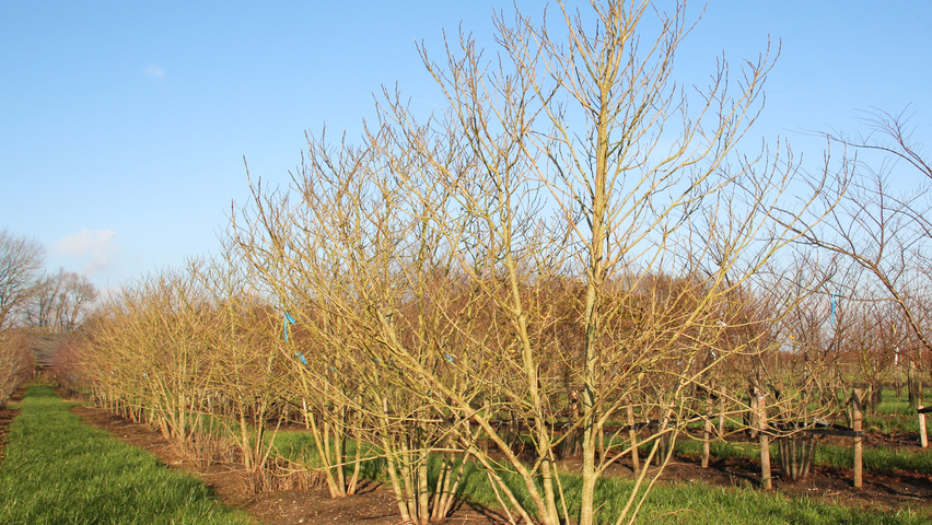 Broussonetia papyrifera wielopniowy