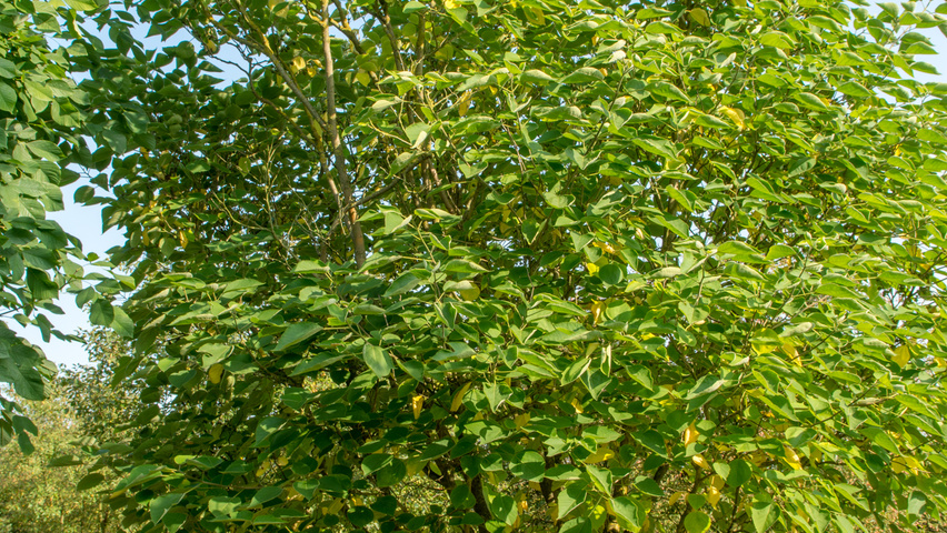 Broussonetia papyrifera wielopniowy