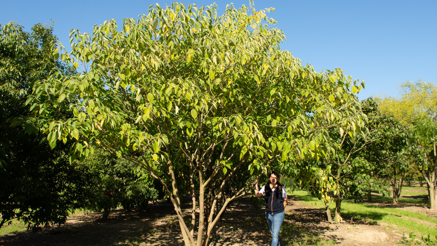 Broussonetia papyrifera wielopniowy