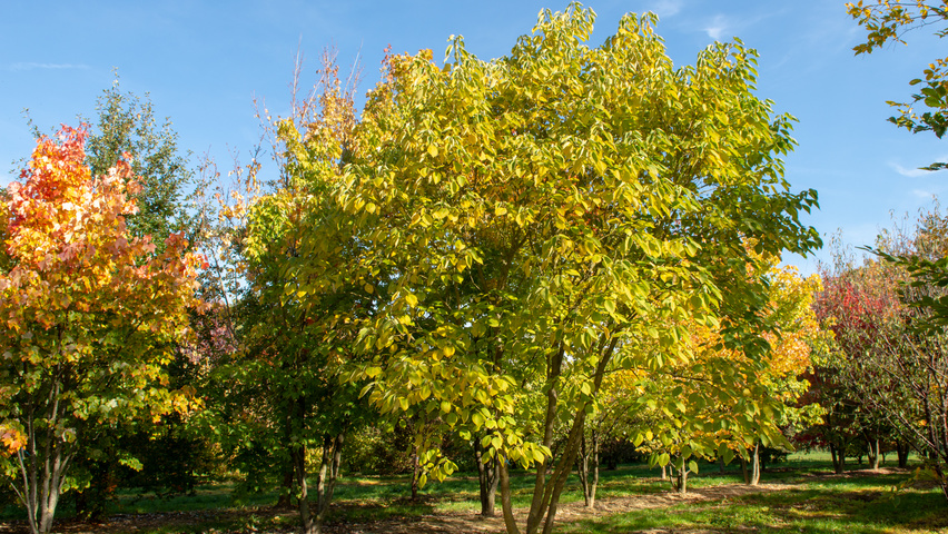 Broussonetia papyrifera wielopniowy