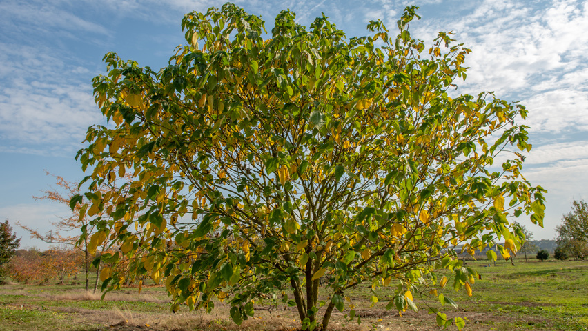 Broussonetia papyrifera wielopniowy
