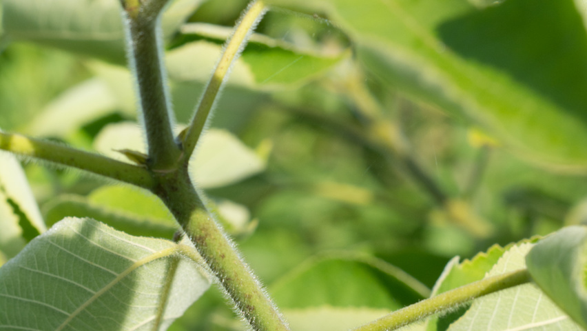 Broussonetia papyrifera pędy