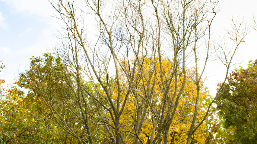 Betula papyrifera wielopniowy