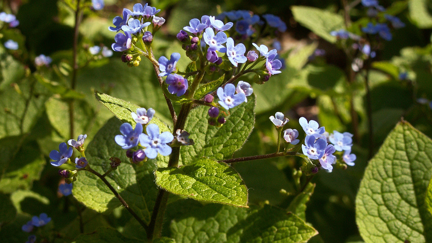 Brunnera macrophylla bloem