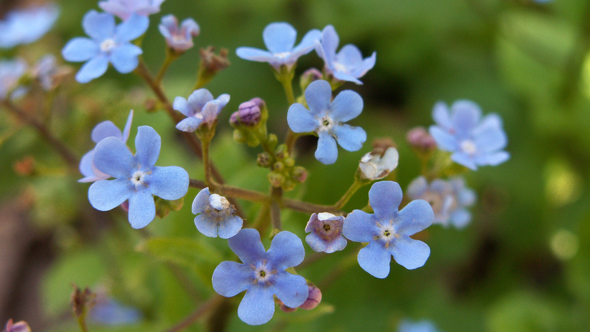 Brunnera macrophylla bloem