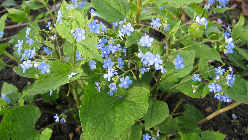 Brunnera macrophylla blad