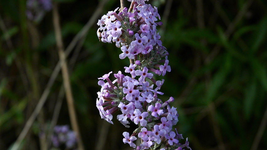 Buddleja alternifolia Blumen