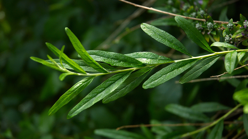 Buddleja alternifolia Blatt