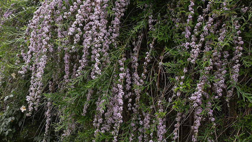Buddleja alternifolia Solitärgehölze