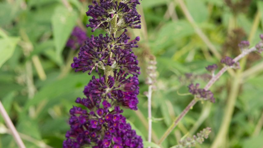 Buddleja davidii 'Black Knight' цветки
