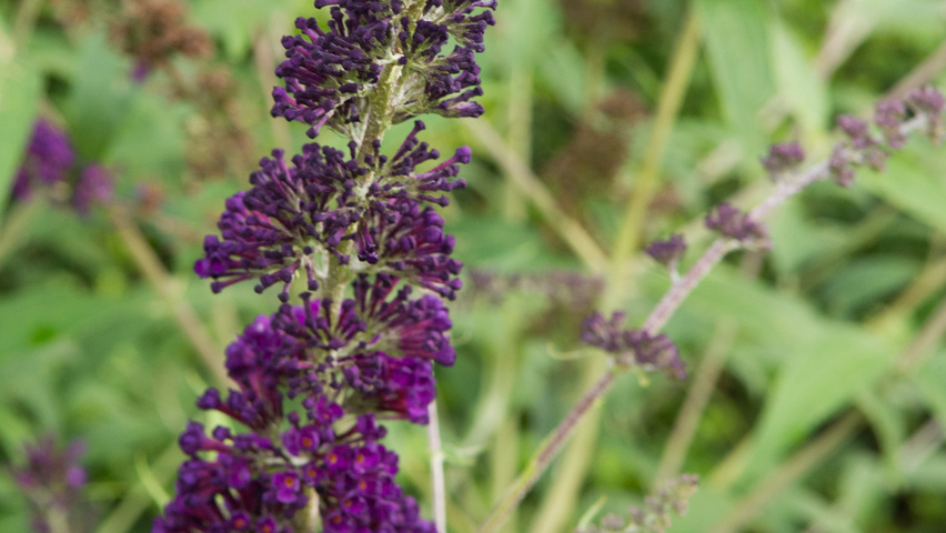Buddleja davidii 'Black Knight' цветки