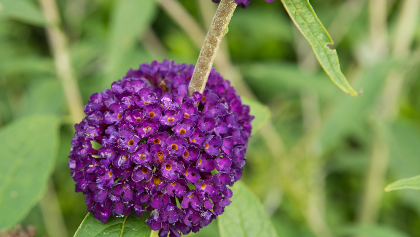 Buddleja davidii 'Black Knight' цветки