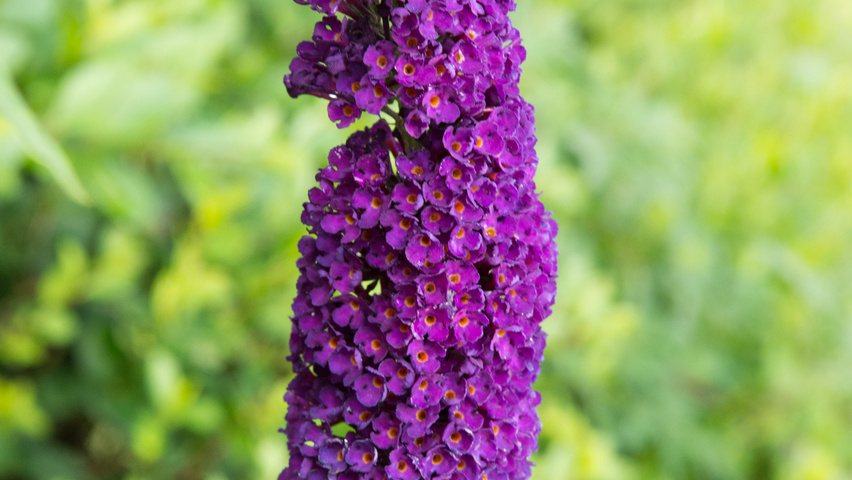 Buddleja davidii 'Black Knight' цветки