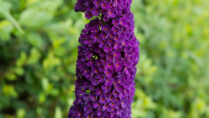 Buddleja davidii 'Black Knight' цветки