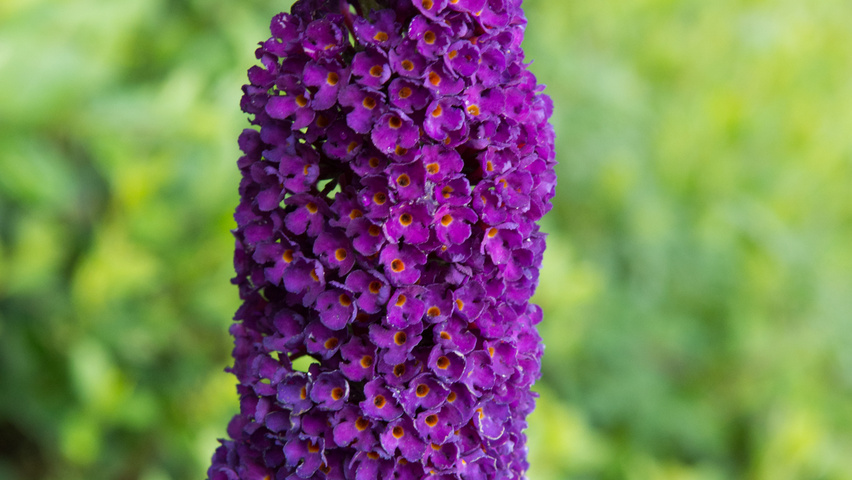 Buddleja davidii 'Black Knight' цветки