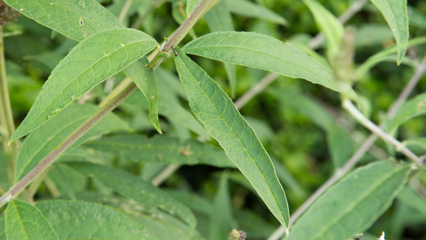 Buddleja davidii 'Black Knight' листья