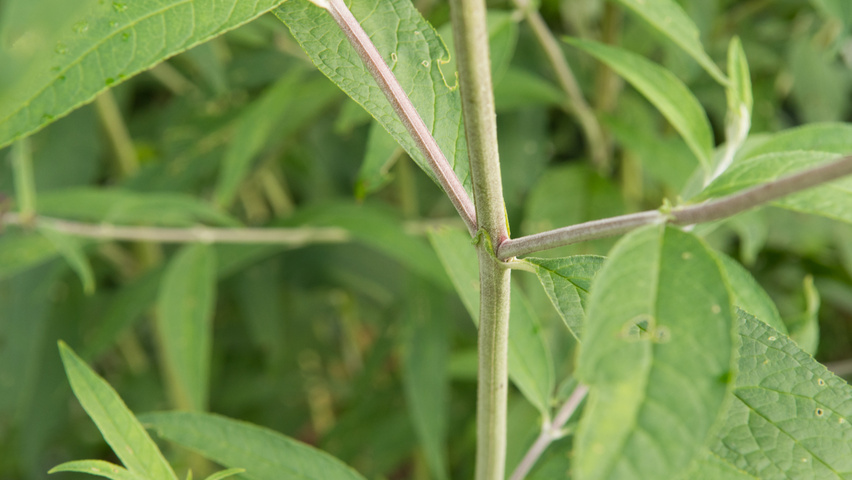 Buddleja davidii 'Black Knight' ветви