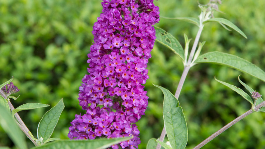 Buddleja davidii 'Empire Blue' bloem