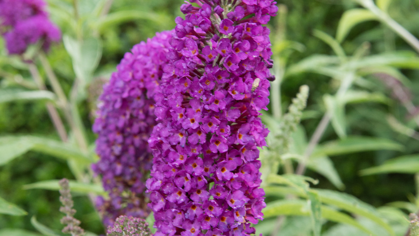 Buddleja davidii 'Empire Blue' bloem