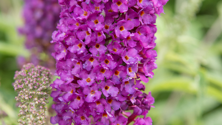 Buddleja davidii 'Empire Blue' bloem