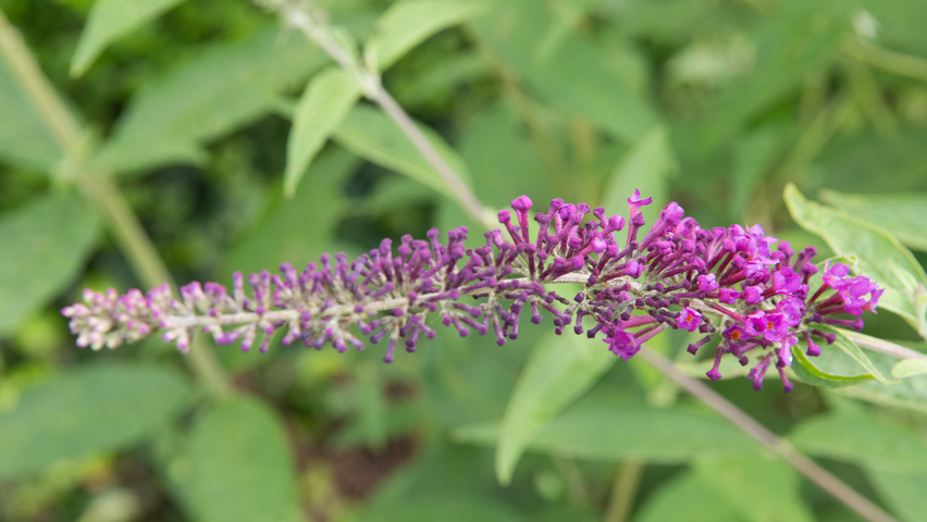 Buddleja davidii 'Empire Blue' bloem