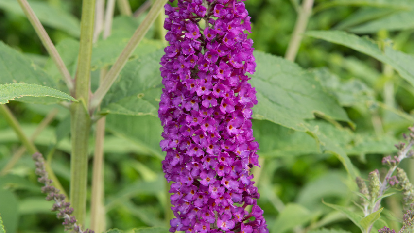 Buddleja davidii 'Empire Blue' bloem