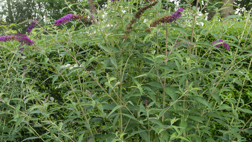 Buddleja davidii 'Empire Blue' solitair heesters