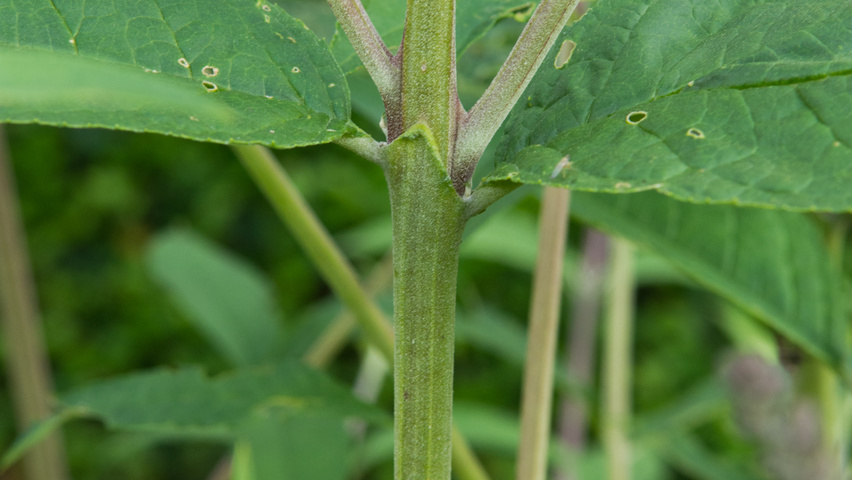 Buddleja davidii 'Empire Blue' twijgen