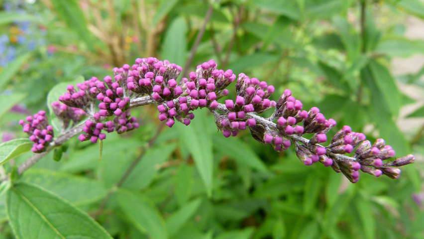 Buddleja davidii bloem