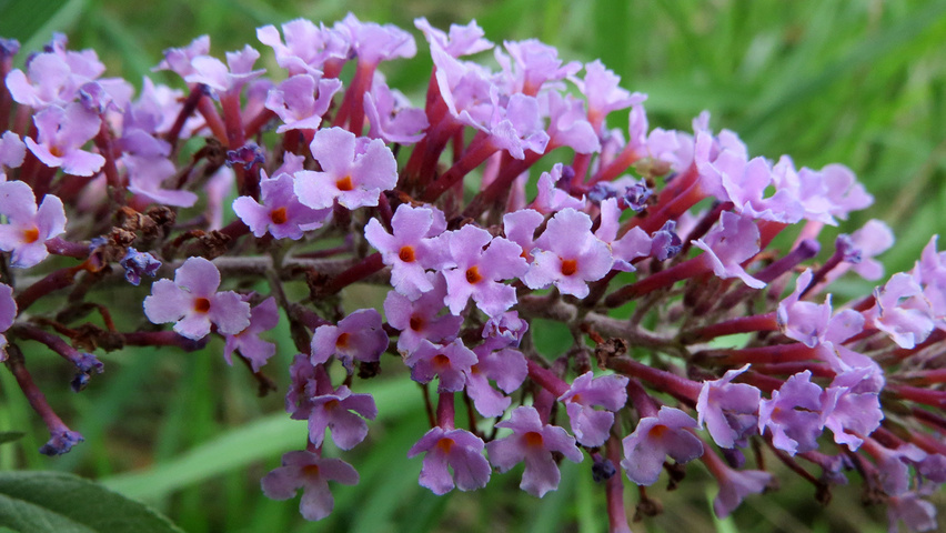 Buddleja davidii bloem
