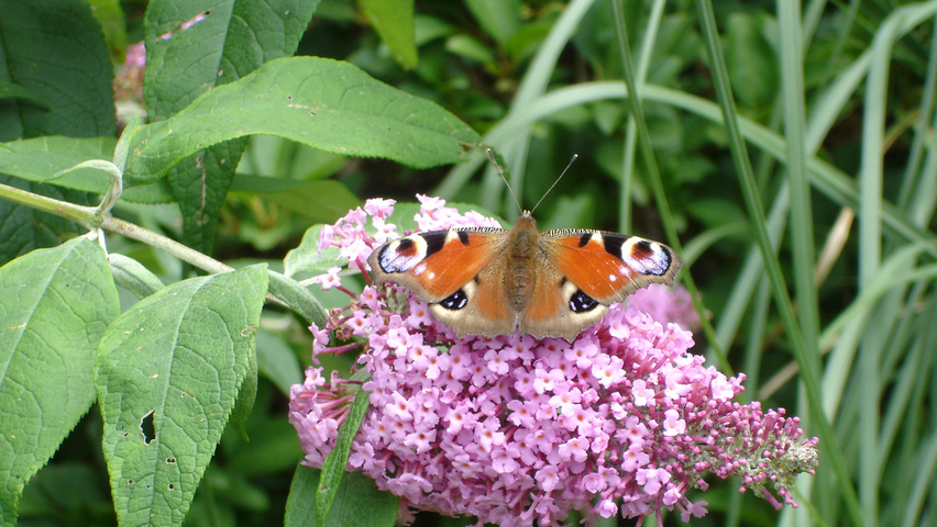 Buddleja davidii bloem