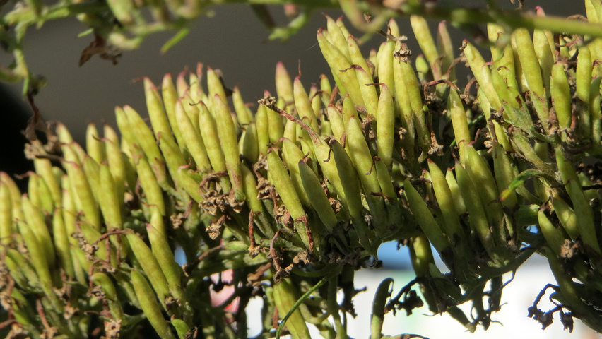 Buddleja davidii vrucht