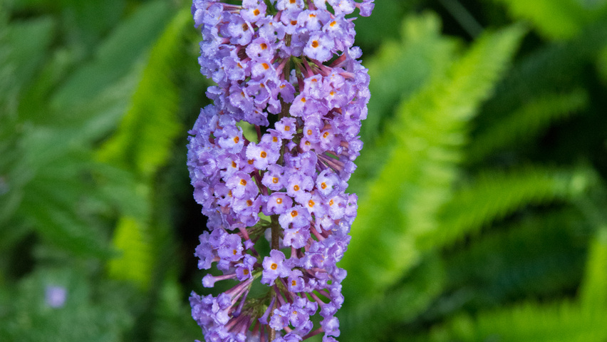 Buddleja davidii 'Nanho Blue' fleurs