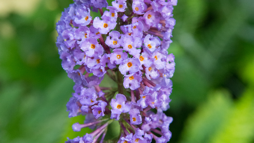 Buddleja davidii 'Nanho Blue' fleurs