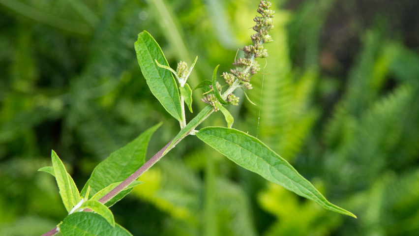 Buddleja davidii 'Nanho Blue' fleurs
