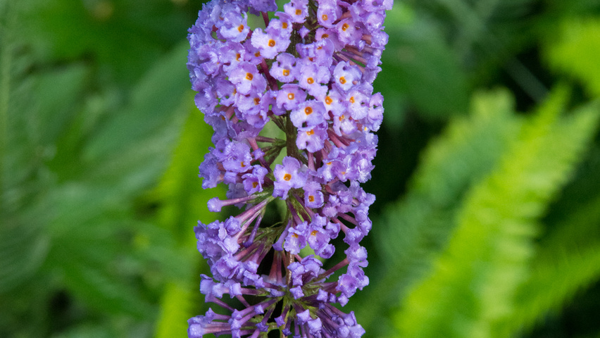 Buddleja davidii 'Nanho Blue' fleurs